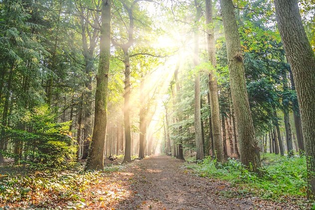 Home. Sun through Trees